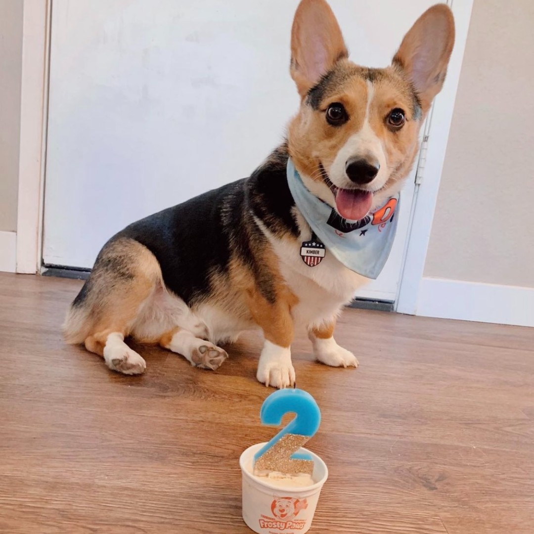 A Bark-day isn't complete without Frosty Paws with your fur friends 💙  #WoofWednesday

📸: puppy_kimber (on Instagram)