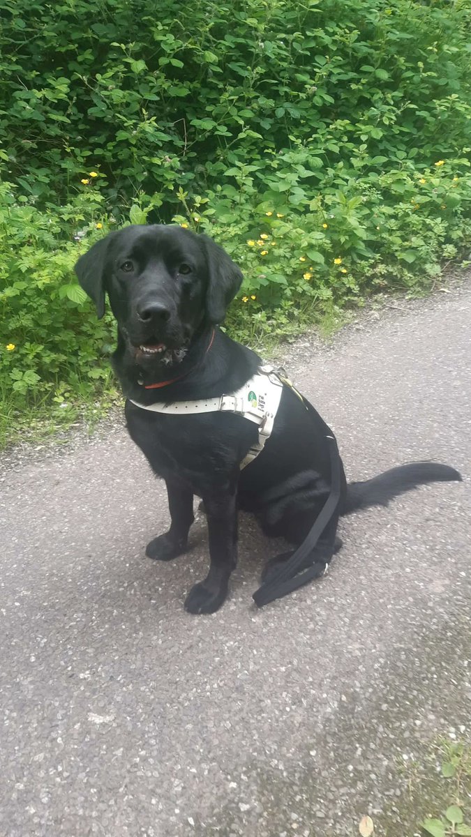 irishguidedogs's tweet photo. Happy Woof Wednesday! Guide Dog in Training Whiskey enjoying some country walking with Trainer Sam 💚 #ChangingLives https://t.co/0Y8G2ECRj9