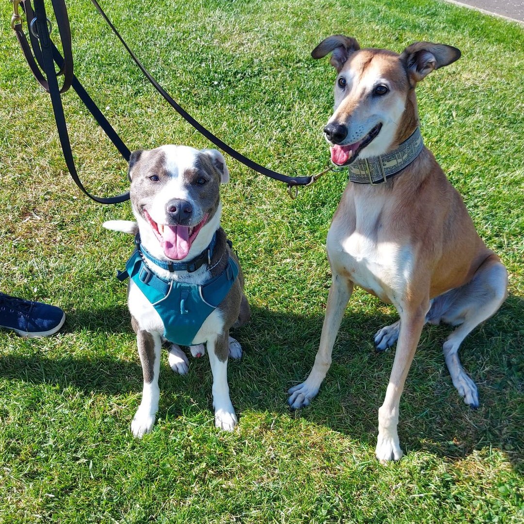 Can you believe it? Enzo has gone off to his new #rehome.  Over 2 years with us and having suffered intolerable cruelty prior to that, he is a very special boy.

Happy #rehome Enzo we couldn't be prouder of you since you came in.

And Foggy Enzo promises you're next