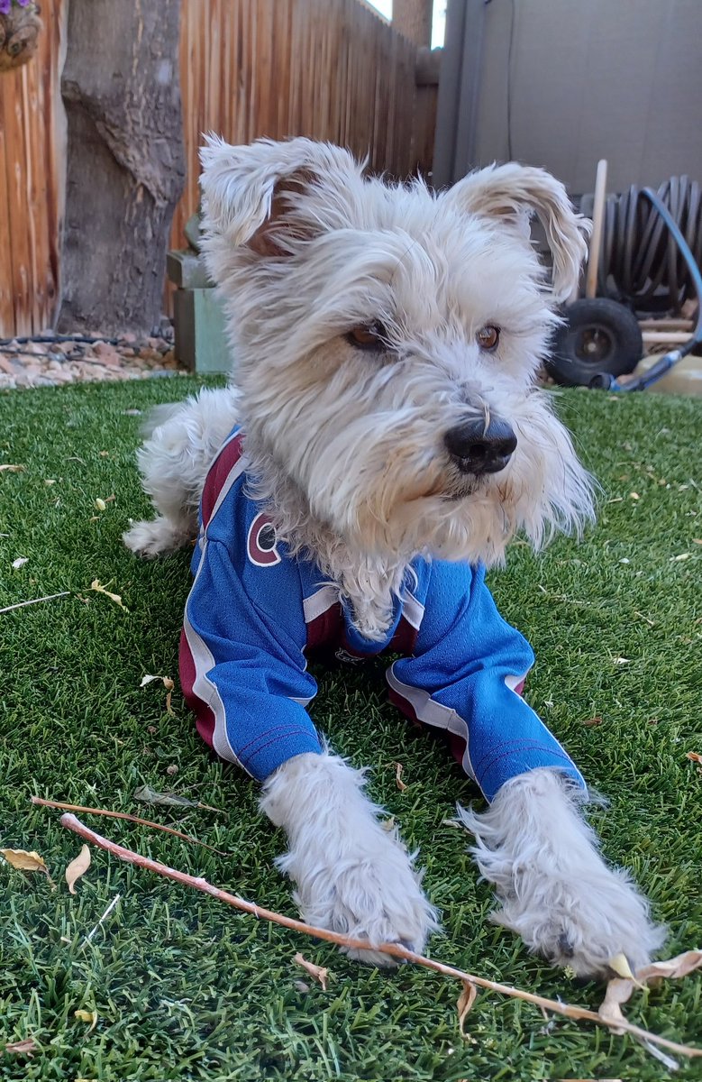 cz_denver's tweet photo. Come on Avs! Beat the Lightning! #GoAvsGo #StanleyCup #pupfan #unofficialschnauzerofthecoavs https://t.co/uqAv0TmXv0