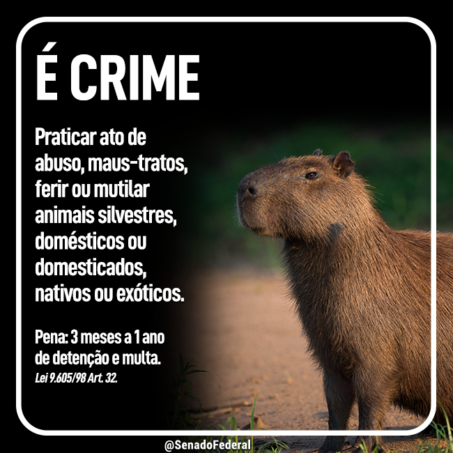 SenadoFederal's tweet photo. Está na Lei de Crimes Ambientais (Lei 9.605/1998): "praticar ato de abuso, maus-tratos, ferir ou mutilar animais silvestres, domésticos ou domesticados, nativos ou exóticos" é crime. https://t.co/1ymWlebGP9