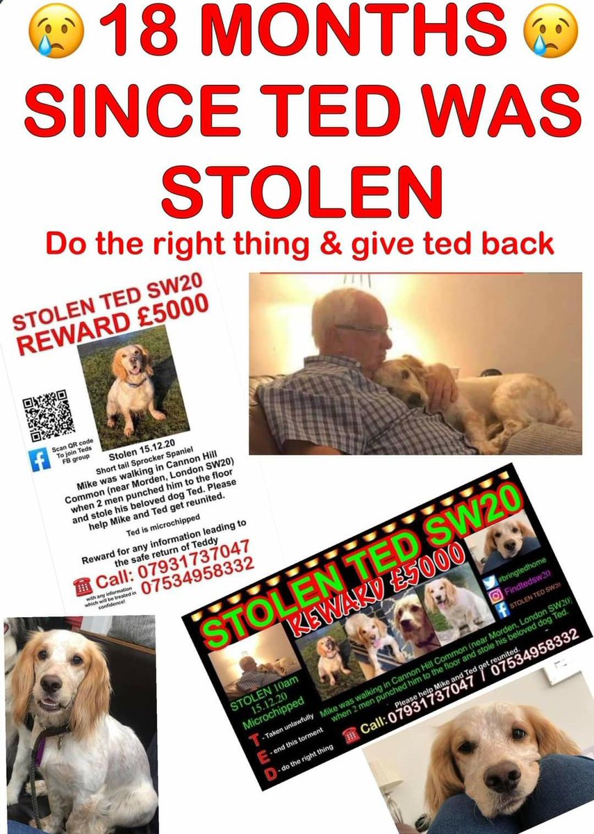 #SpanielHour 

TED #Stolen 18 months ago 

£5000 reward 

15/12/20 

SHORT TAIL #Sprocker 
Taken being walked #CannonHillCommon #SW20 
TWO MEN PUNCHED OWNER TO FLOOR & TOOK TED 
Big brave men 🤬🤬🤬