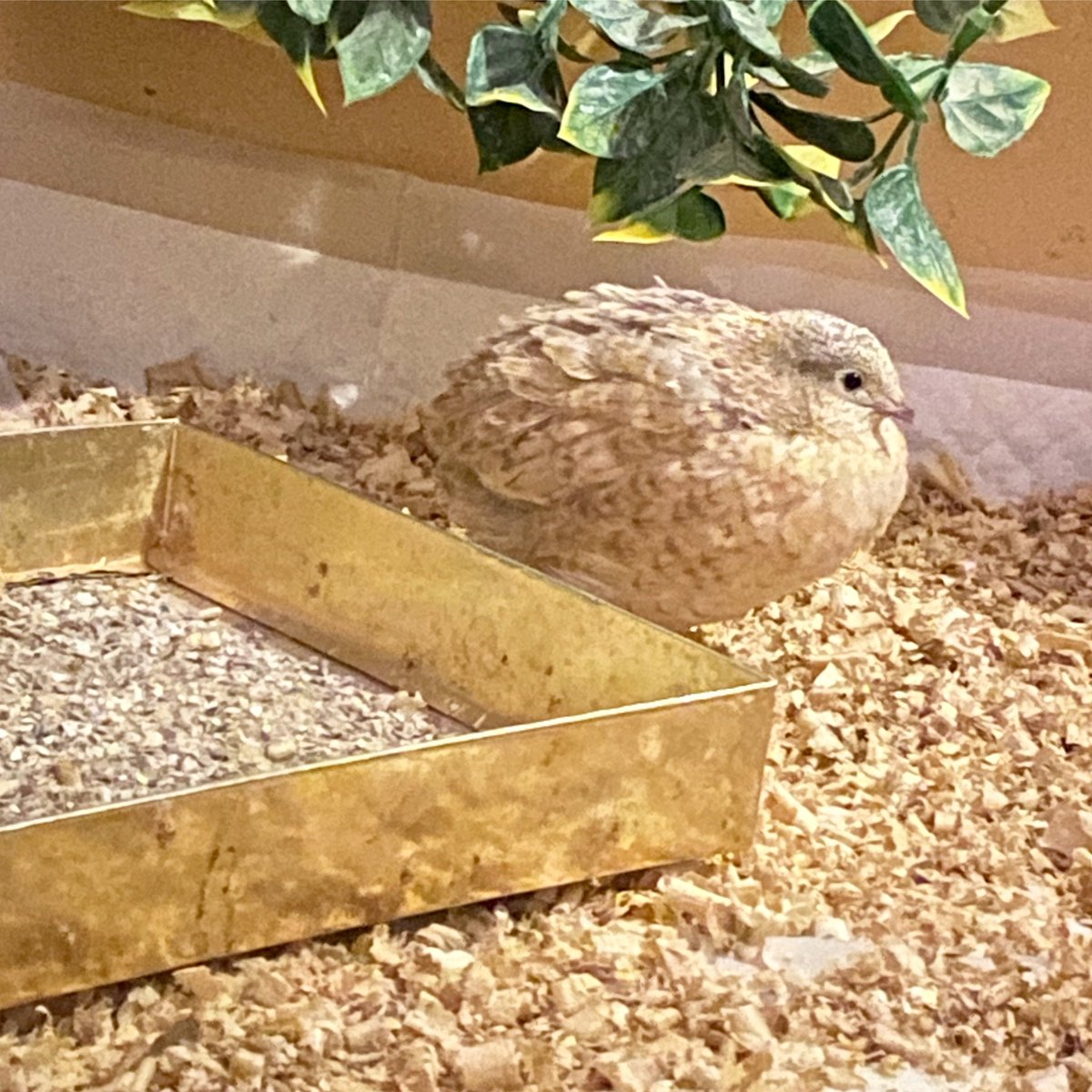 Precious Pepper just knows she is so wholesome! 💛 
#bird #birds #birdlover #quail #birdphotography #birdwatching