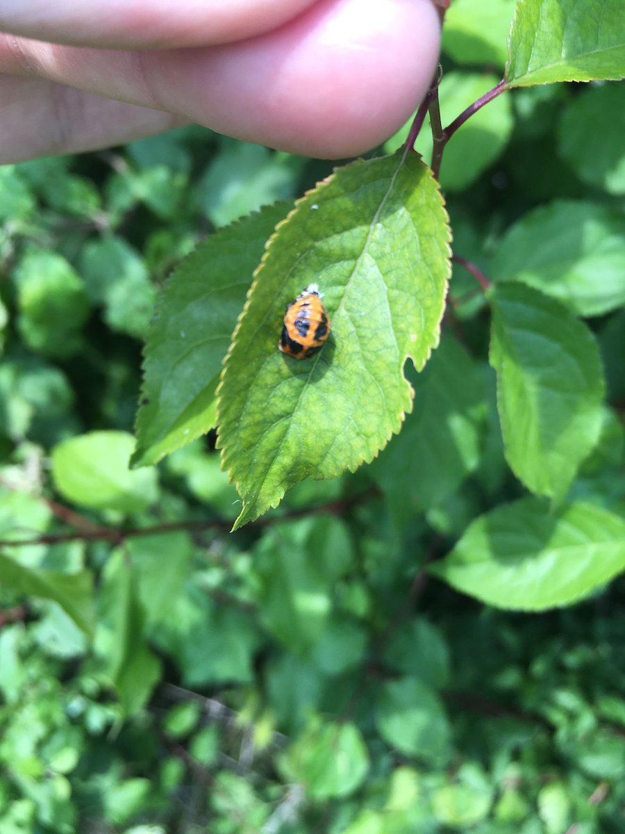 A very hot day in the meadow 🥵☀️ hats, drinks and shade were in order with some exploring in between.🐞