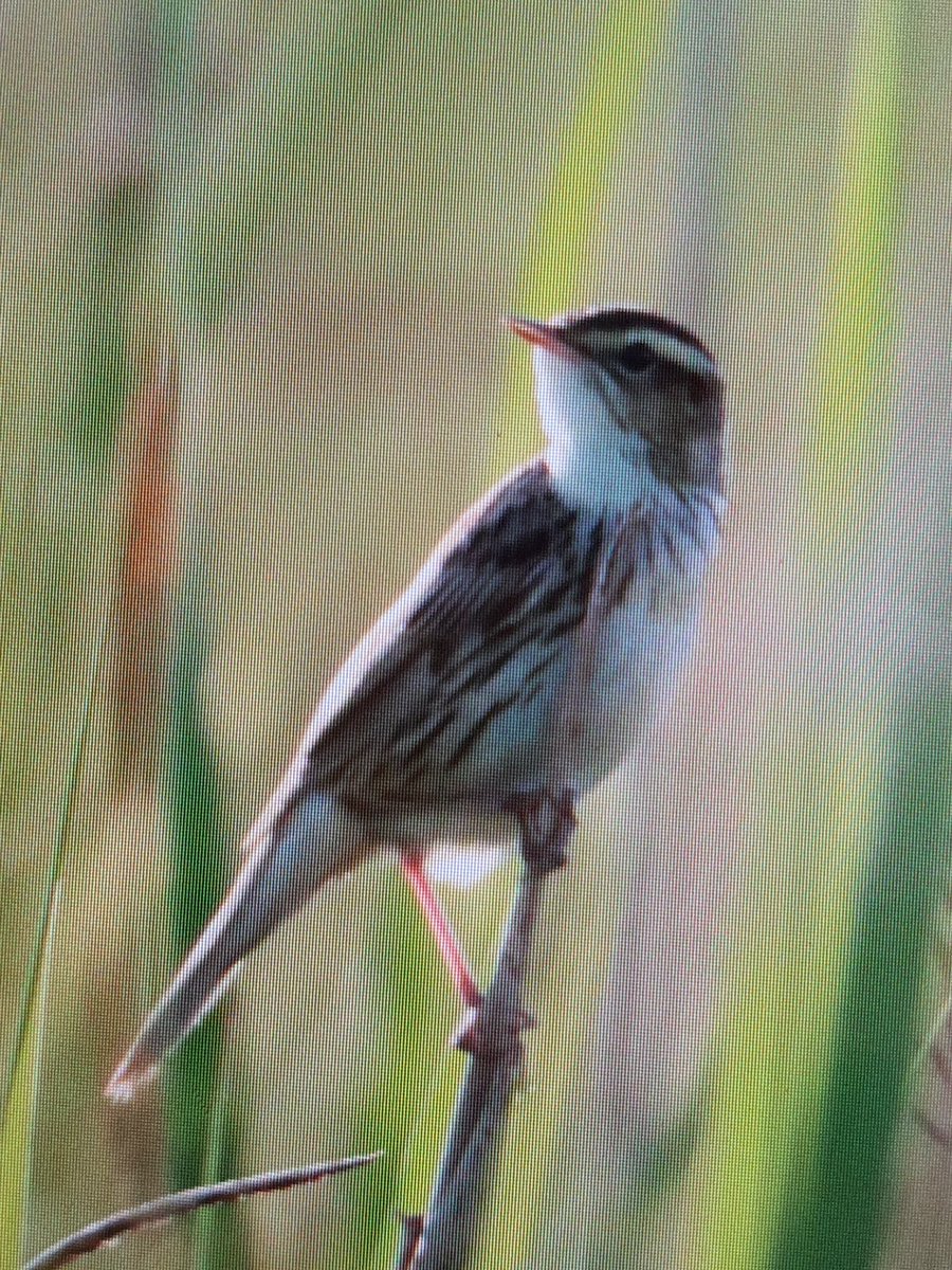 Vaughan Ashby (@birdfinders) on Twitter photo 