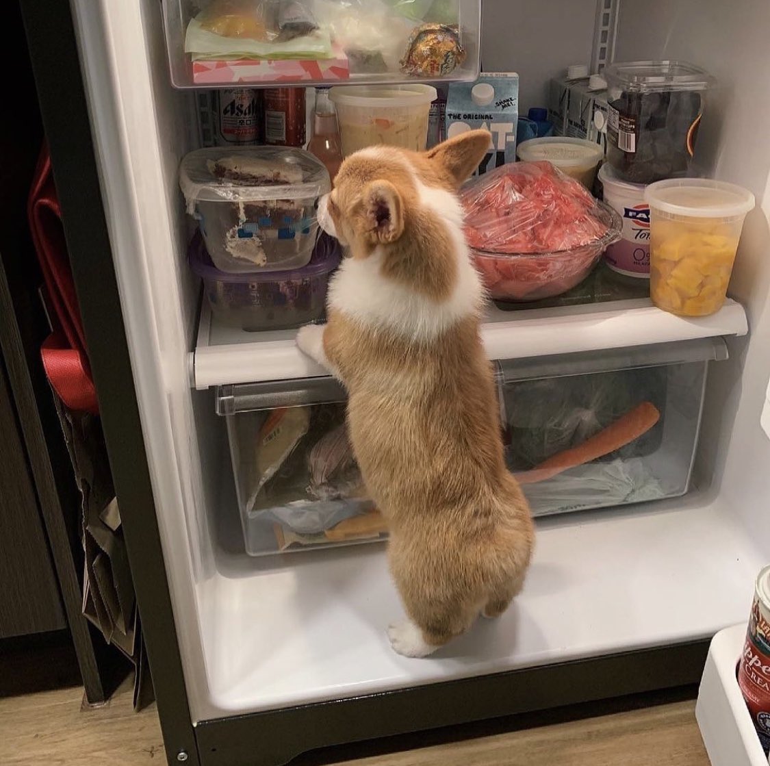 PAVGOD's tweet photo. Looking for a snacc https://t.co/k7uocxiR6d