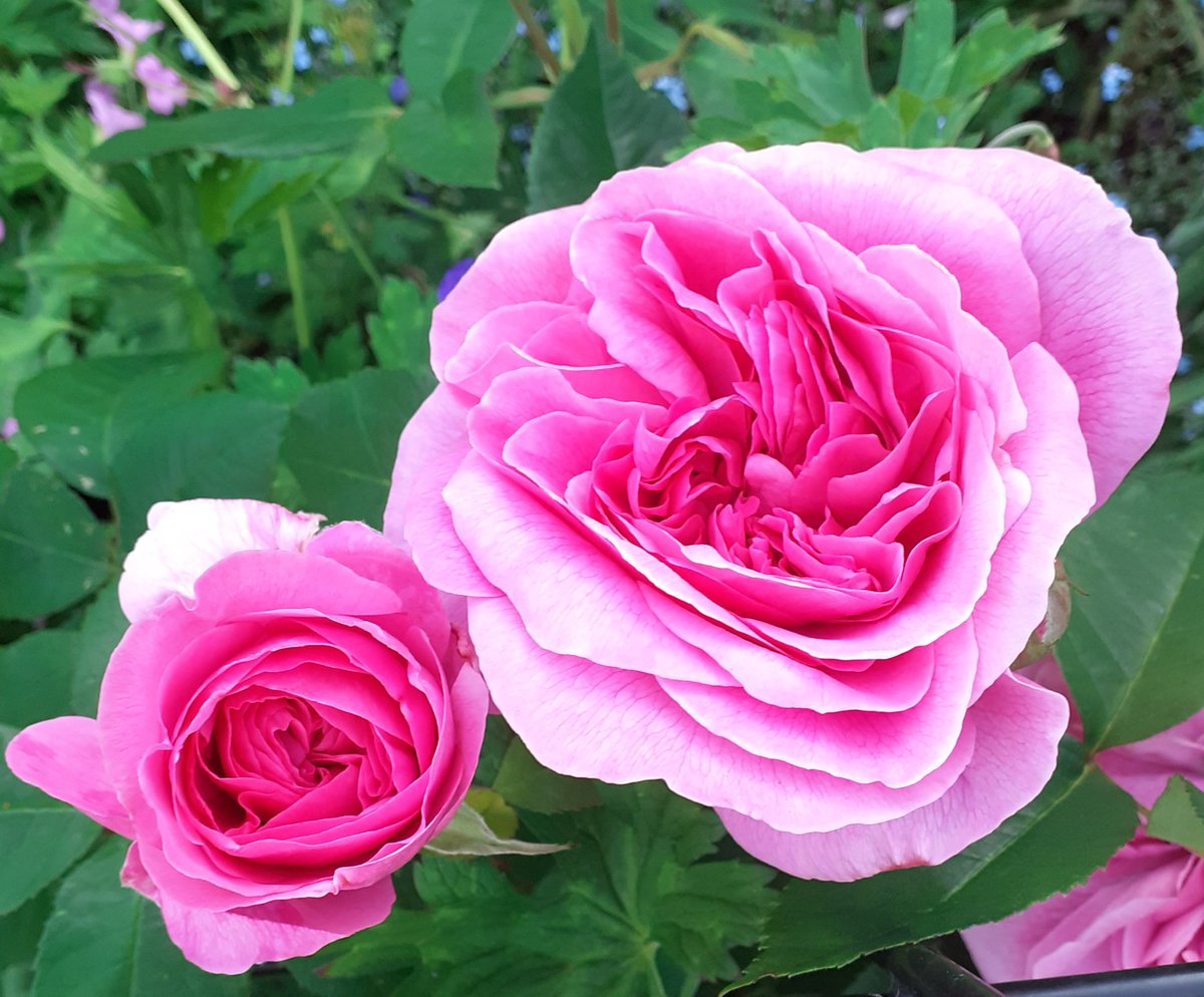 Gertrude Jekyll...say no more.😊💕💕💕💕⚘
#RoseWednesday #flowerphotography #GardeningTwitter #gardening