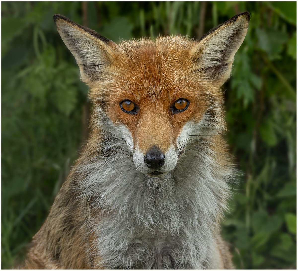 Don't you just love when foxes stare straight into your eyes? 💜
#redfox #FoxOfTheDay #foxeyes #britishwildlife #foxstare #britishwildlifecentre #bwc #twitterfoxes