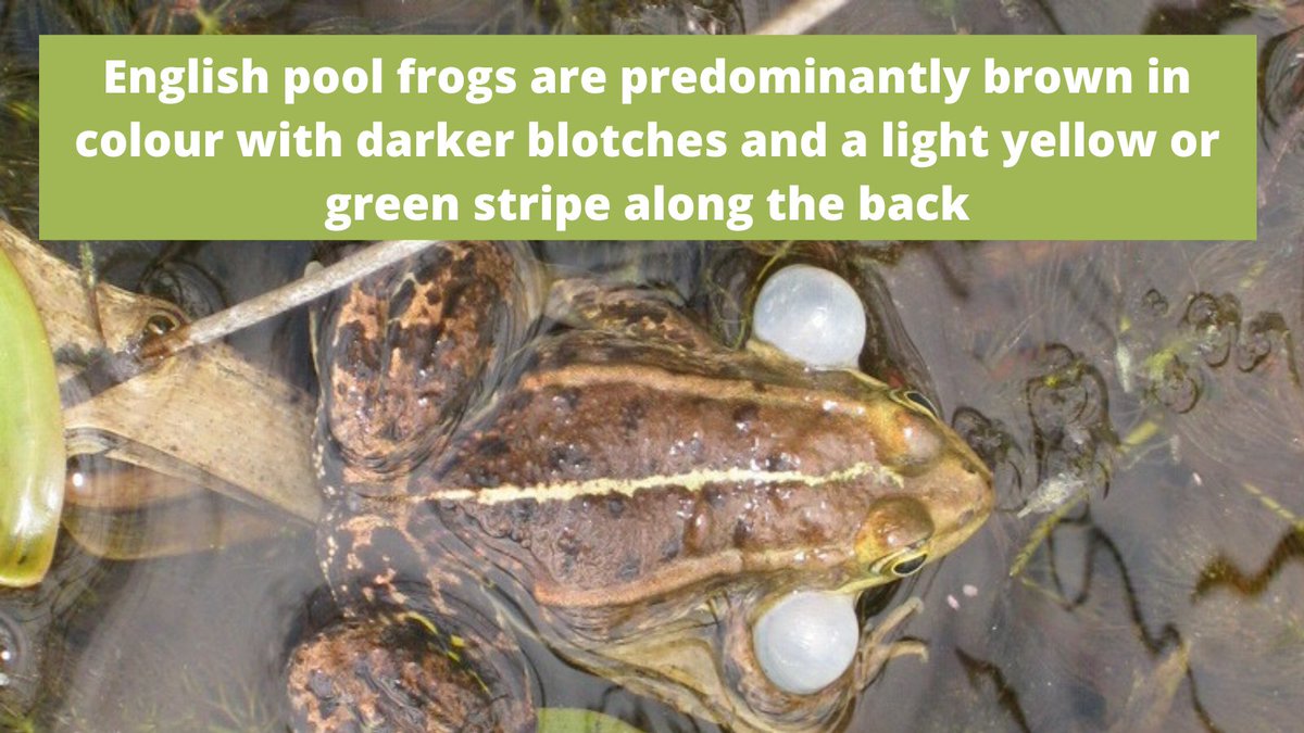 ARC_Bytes's tweet photo. #PoolFrogs are on #Springwatch! How to identify the northern clad pool frog, the UK's rarest frog. Find out more about them at https://t.co/jiIcZac6dQ https://t.co/HEM5ghvtUC