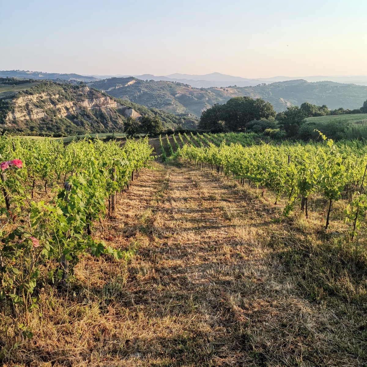 gius_chiaradia's tweet photo. „Quando morirò seppellitemi in una vigna, acciocché possa ridare alla terra tutto quello che ho bevuto nella mia vita.“
  Francesco Guccini

#GrottinoDiRoccanova2022 #sangiovese https://t.co/VwqoBr6GR2