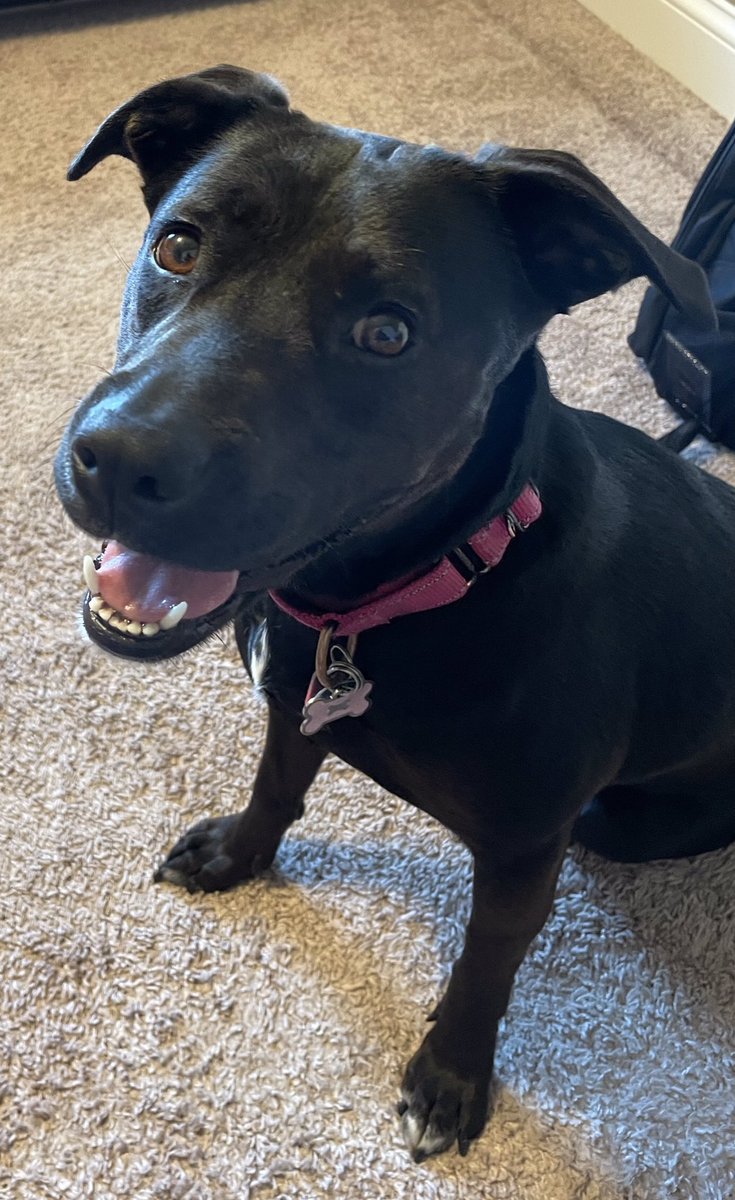 therunningfela's tweet photo. @joshhart This is Nova 😁 https://t.co/uOSatcPOJq