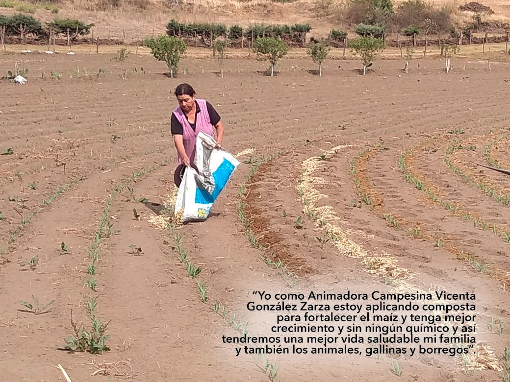 “Yo como #AnimadoraCampesina Vicenta González Zarza, estoy aplicando composta para fortalecer el maíz y tenga mejor crecimiento y sin ningún químico y así tendremos una mejor vida saludable mi familia y también los animales, gallinas y borregos”.