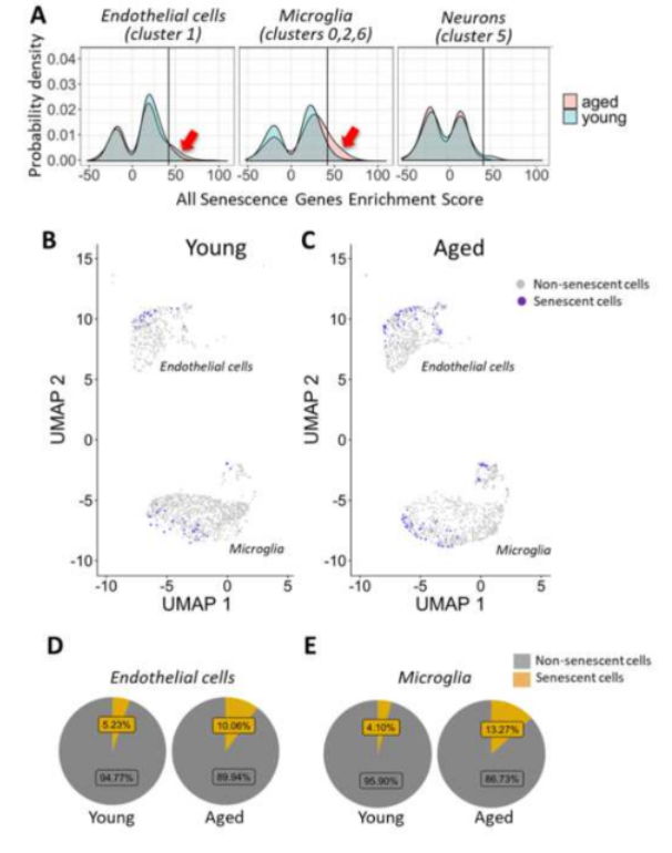 GeroScienceAGE's tweet photo. 📢Recommended Reading📖on the effect of #aging on #senescence in various #Braincell types measured by #singlecellrnasequencing.⬇
https://t.co/2dpsUkVb4U
@OUResearch @Uni_Szeged @semmelweishu
@OMRF https://t.co/iWaTYGkWL9