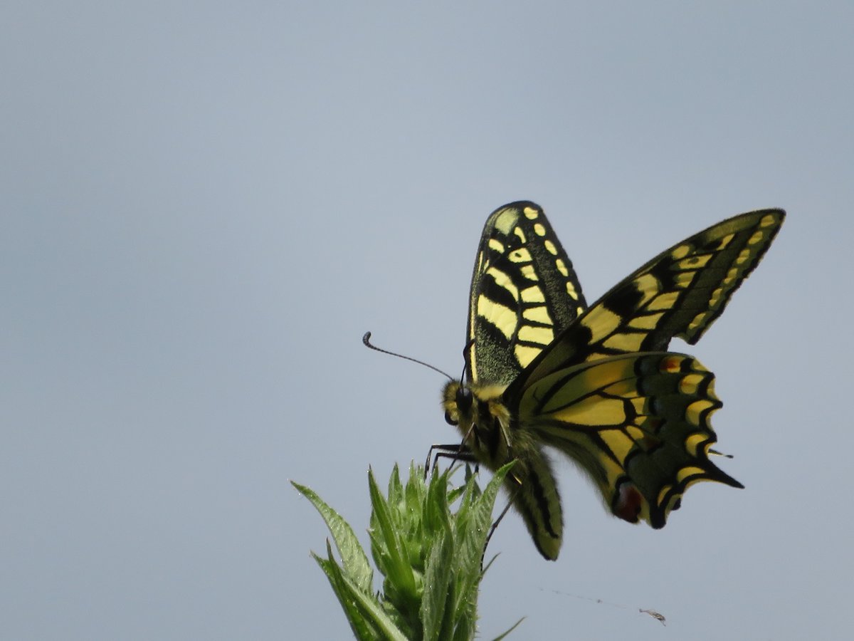 Duffy Dowle tweet media