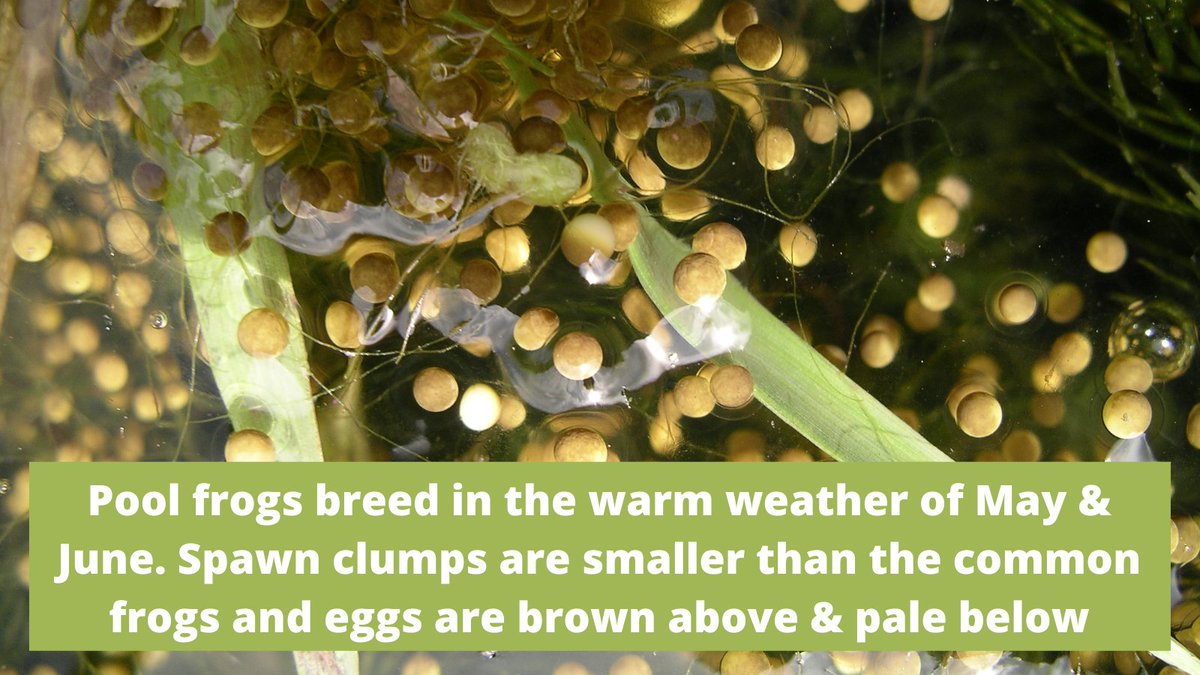 ARC_Bytes's tweet photo. #PoolFrogs on #Springwatch! Pool frogs breed later in the year than common frogs &amp; have smaller spawn clumps which develop very quickly. Learn more about the pool frog &amp; its lifecycle with our online training 'Species Focus: the pool frog'. Download it at https://t.co/F2TThctFkT https://t.co/n39zxoHFNi