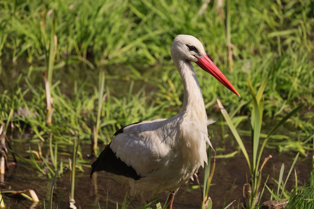 RKKwiatek's tweet photo. Gdansk ,Poland #bocian #gdansk #animal #wildanimal #stork https://t.co/zPdB55lDFu