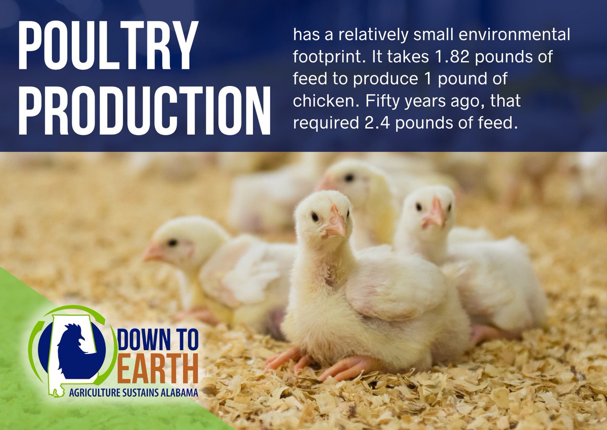 AlabamaPoultry's tweet photo. Raising chickens more efficiently is a huge part of what we do. Growing more. Using less. For farmers, it’s that simple. #DowntoEarthAL
.
.
.
@downtoearthal https://t.co/zhOwo5XX65