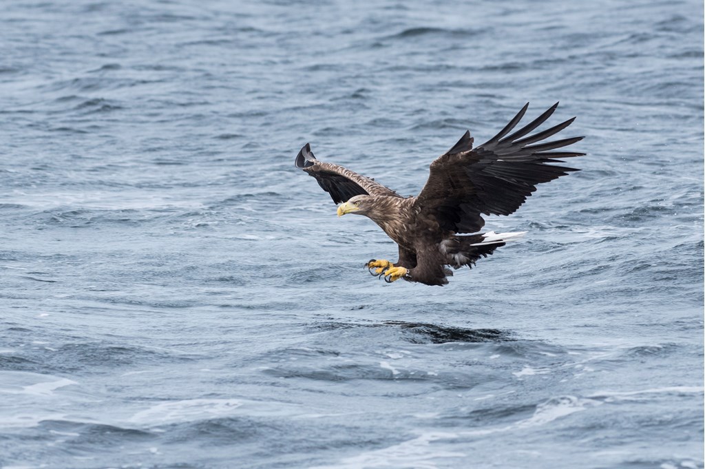 Did you know that there are now around 200 sea eagles in Scotland, giving tourists and wildlife enthusiasts the best ever chance of witnessing these spectacular and inspiring birds often referred to as ‘flying barn doors’ due to their sheer size! 🚪🦅 <a href="/BBCSpringwatch/">BBC Springwatch</a> #Springwatch