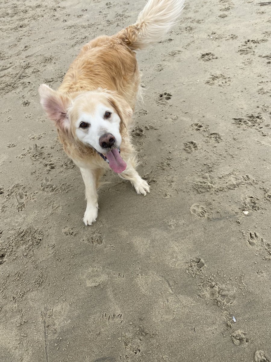 Solly & Yossi tweet media