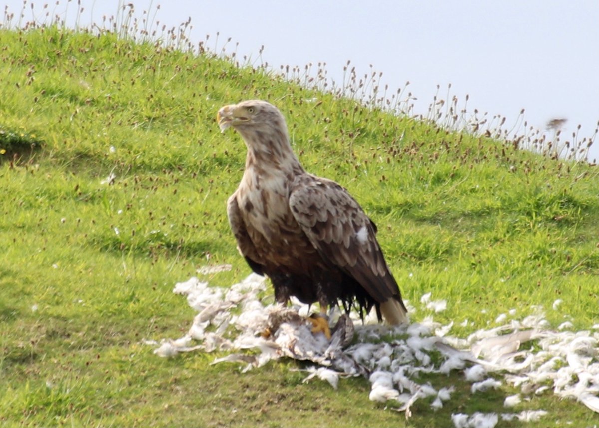 carlineamoon's tweet photo. @BBCSpringwatch white tailed eagle last summer with something large for lunch #mull #Springwatch #eagle https://t.co/AQDjisIERS