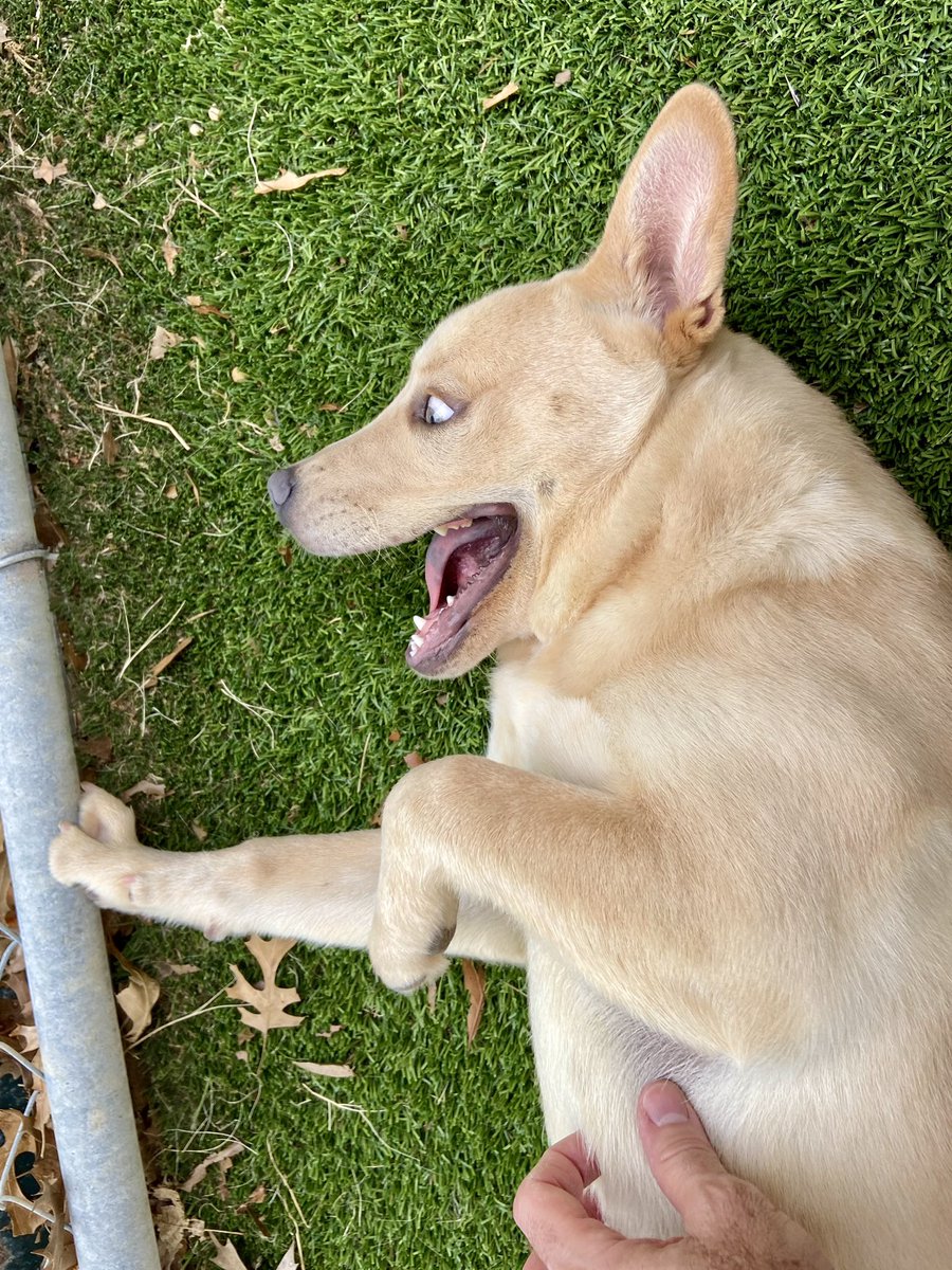 Mark Schnyder (@markschnyder) on Twitter photo When Wynnie at <a href="/CityArlington/">City of Arlington, Texas- Animal Services</a> says it’s “Belly Rub Wednesday” I can’t argue! Adopt: arlingtontx.gov/animals When Wynnie at <a href="/CityArlington/">City of Arlington, Texas- Animal Services</a> says it’s “Belly Rub Wednesday” I can’t argue! Adopt: arlingtontx.gov/animals