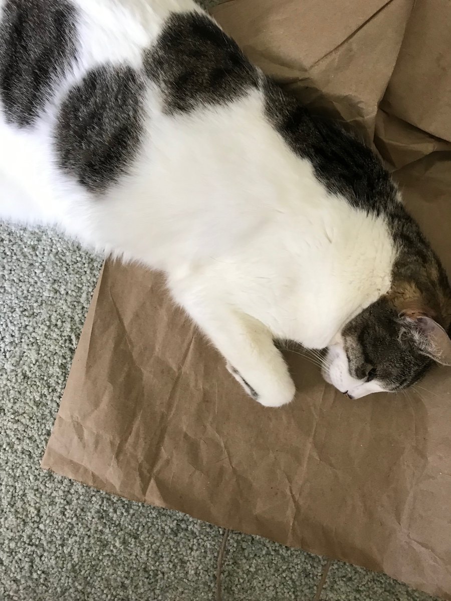 Starry1086's tweet photo. Tl cleanse: a #Hopekitty loaf in her newest fave spot.
Photo 1 shows a calico cat (gray and white stripes with brown patches) lying with her front half on a paper bag. In photo 2 she has rolled to one side but otherwise in same position.
*Photo descriptions may be in wrong order. https://t.co/fXDDXA7jKN
