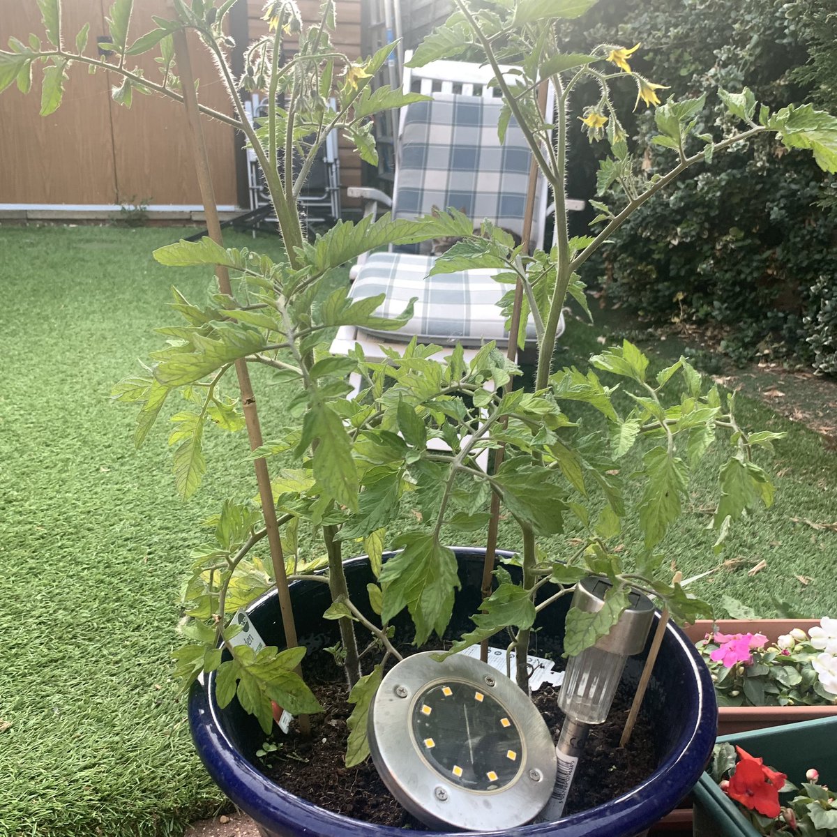 Fran Campbell | Podiatrist tweet media