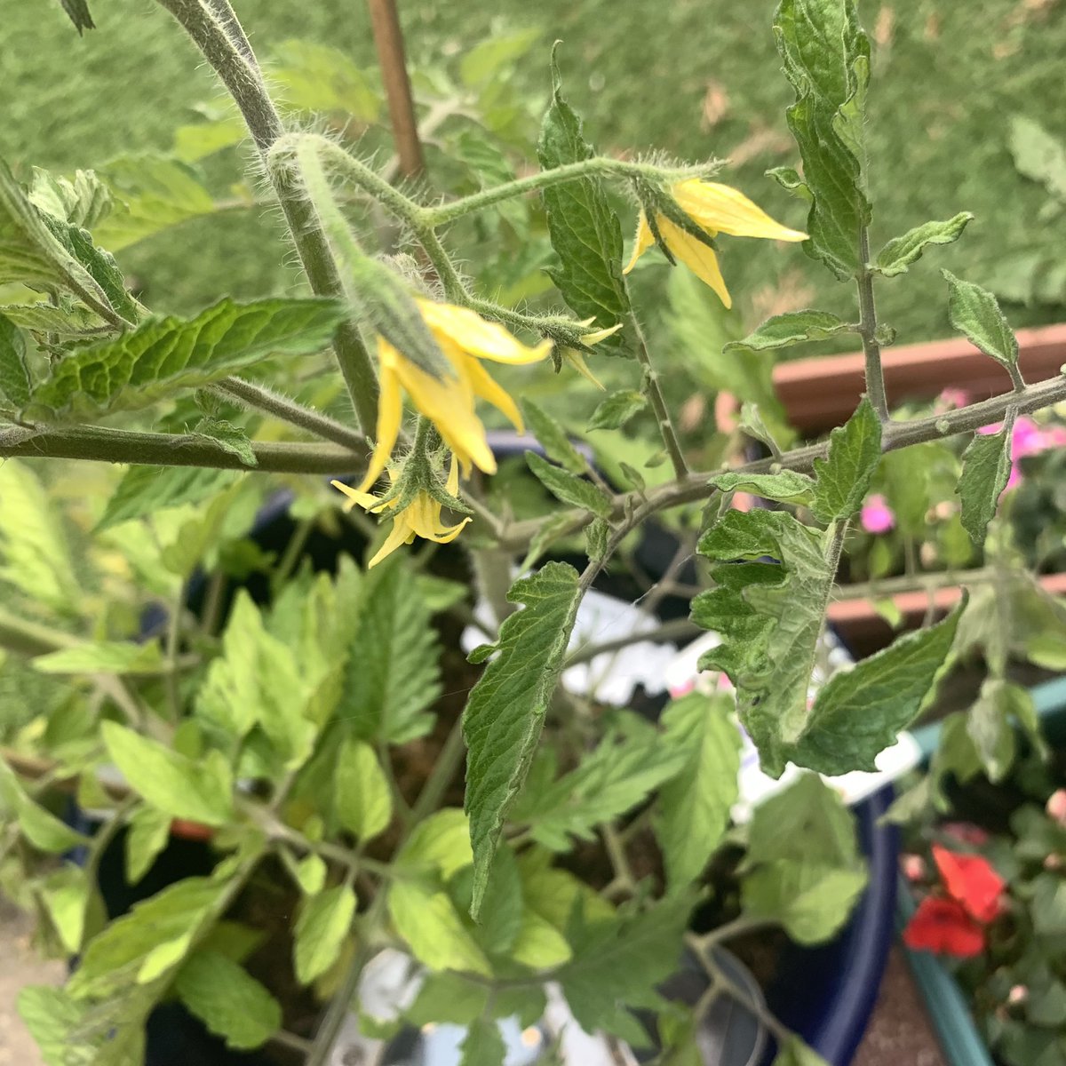 Fran Campbell | Podiatrist tweet media