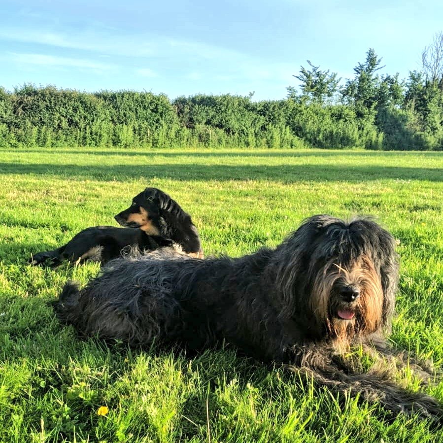 _MollyBear's tweet photo. Lovely evening light on our campsite. #vanlife #DogsOfVanlife #DogsOfTwitter πΎπ https://t.co/wmwBMPZ6N3
