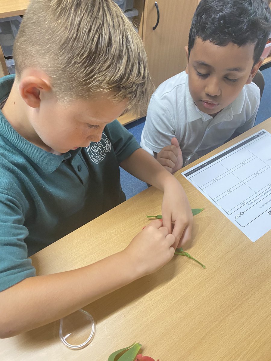 Year 3 Castle Batch (@y3castlebatch) on Twitter photo Today we dissected a flower to find and name all of the parts. We made careful observations and used new vocabulary to describe what we found. Did you know there are male and female parts inside the flower? 🌺<a href="/CastleBatch/">Castle Batch School</a> <a href="/mrstayloryr5/">@SallyTaylorCBPSA</a> Today we dissected a flower to find and name all of the parts. We made careful observations and used new vocabulary to describe what we found. Did you know there are male and female parts inside the flower? 🌺<a href="/CastleBatch/">Castle Batch School</a> <a href="/mrstayloryr5/">@SallyTaylorCBPSA</a>