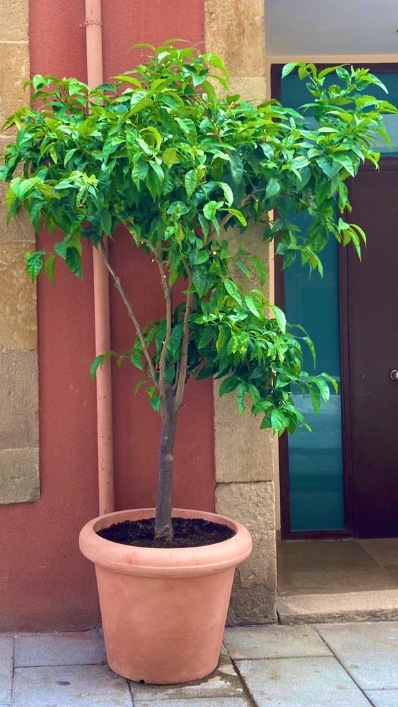 ATENCIÓ!!! CONVOCATÒRIA 

En suport a la veïna multada per posar un llimoner a la porta de casa, us convidem demà a la cercavila llimonera!

Dijous 16 de juny les 18:00h a c/Jaume Piquet amb c/ Major de Sarrià

Porteu les vostres llimones!

#MésLlimonesMenysMultes
🍋🍋🍋🍋🍋🍋