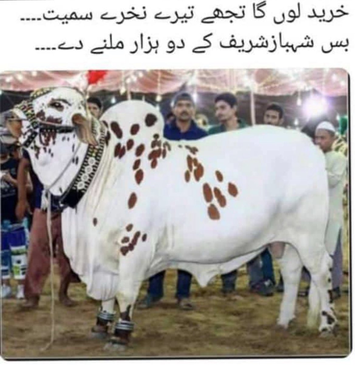 fReAkOvi's tweet photo. #سازش_ہی_تھی https://t.co/NCXnLv0xBP
