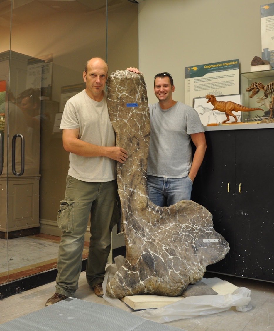 Reach back and feel your shoulder blade. It could fit on a salad plate. Here’s the scapula of #Dreadnoughtus. It would not fit on a salad plate, or a dinner plate, or even a kiddie pool. One of the 145 bones we excavated of Dread. Each one astounding. #jurassicworlddominion