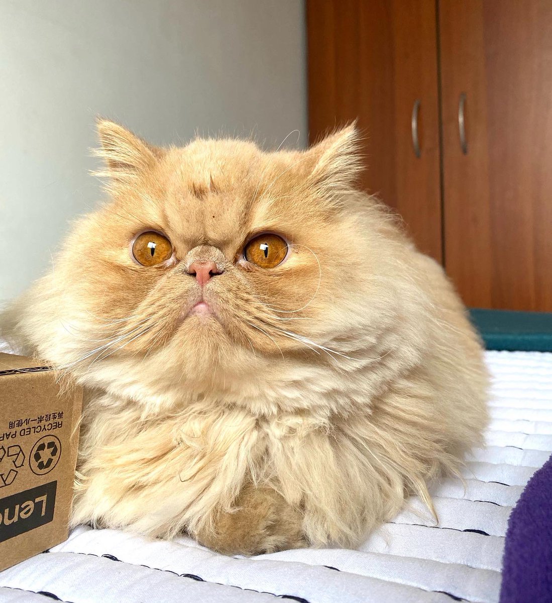 DanielaAtencia's tweet photo. Mi Antonio José que es lo más lindo, está participando en un concurso #GatosReales @efectomirringo https://t.co/DnyyHC8bvC