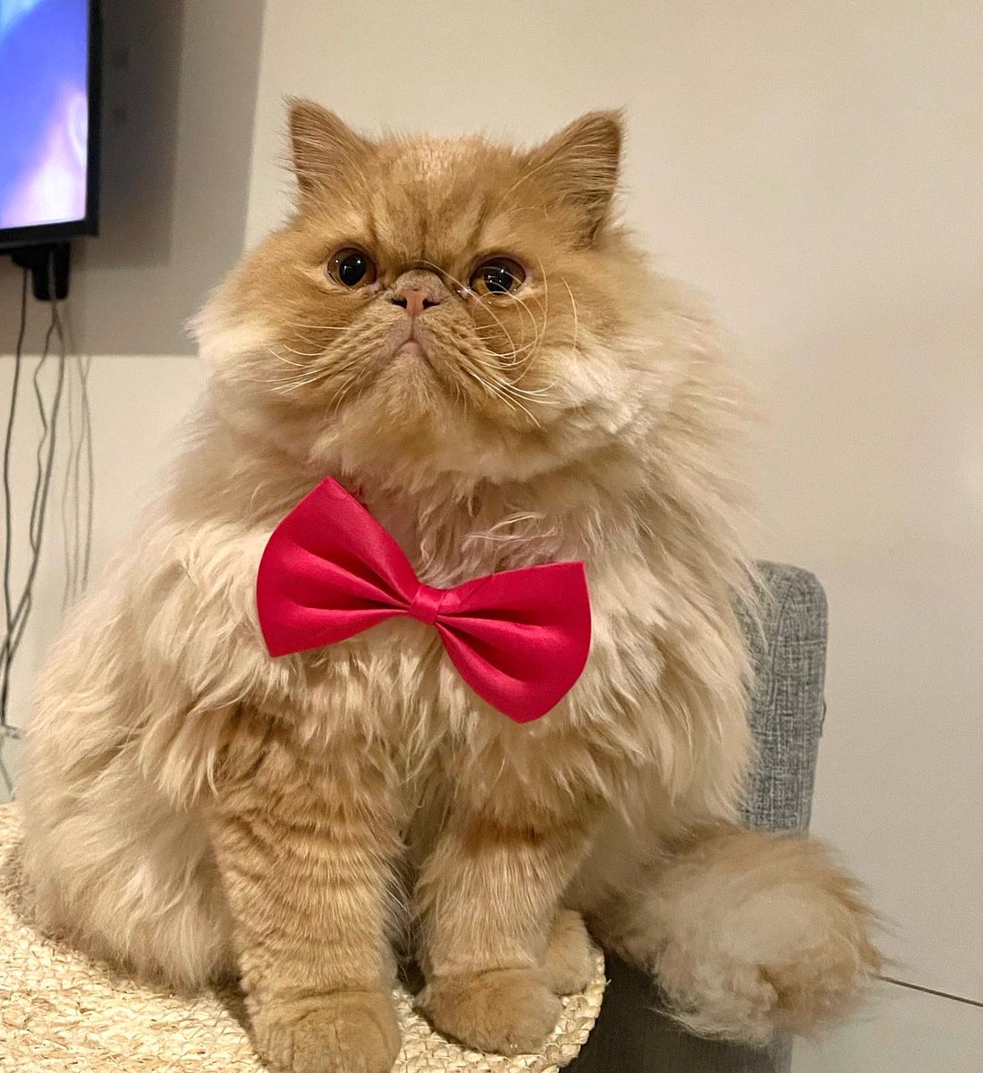 DanielaAtencia's tweet photo. Mi Antonio José que es lo más lindo, está participando en un concurso #GatosReales @efectomirringo https://t.co/DnyyHC8bvC
