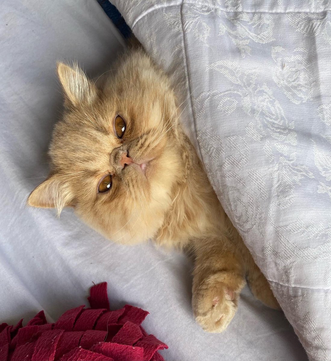 DanielaAtencia's tweet photo. Mi Antonio José que es lo más lindo, está participando en un concurso #GatosReales @efectomirringo https://t.co/DnyyHC8bvC