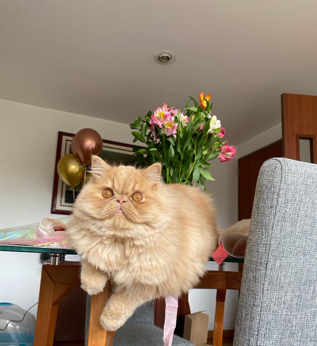 DanielaAtencia's tweet photo. Mi Antonio José que es lo más lindo, está participando en un concurso #GatosReales @efectomirringo https://t.co/DnyyHC8bvC