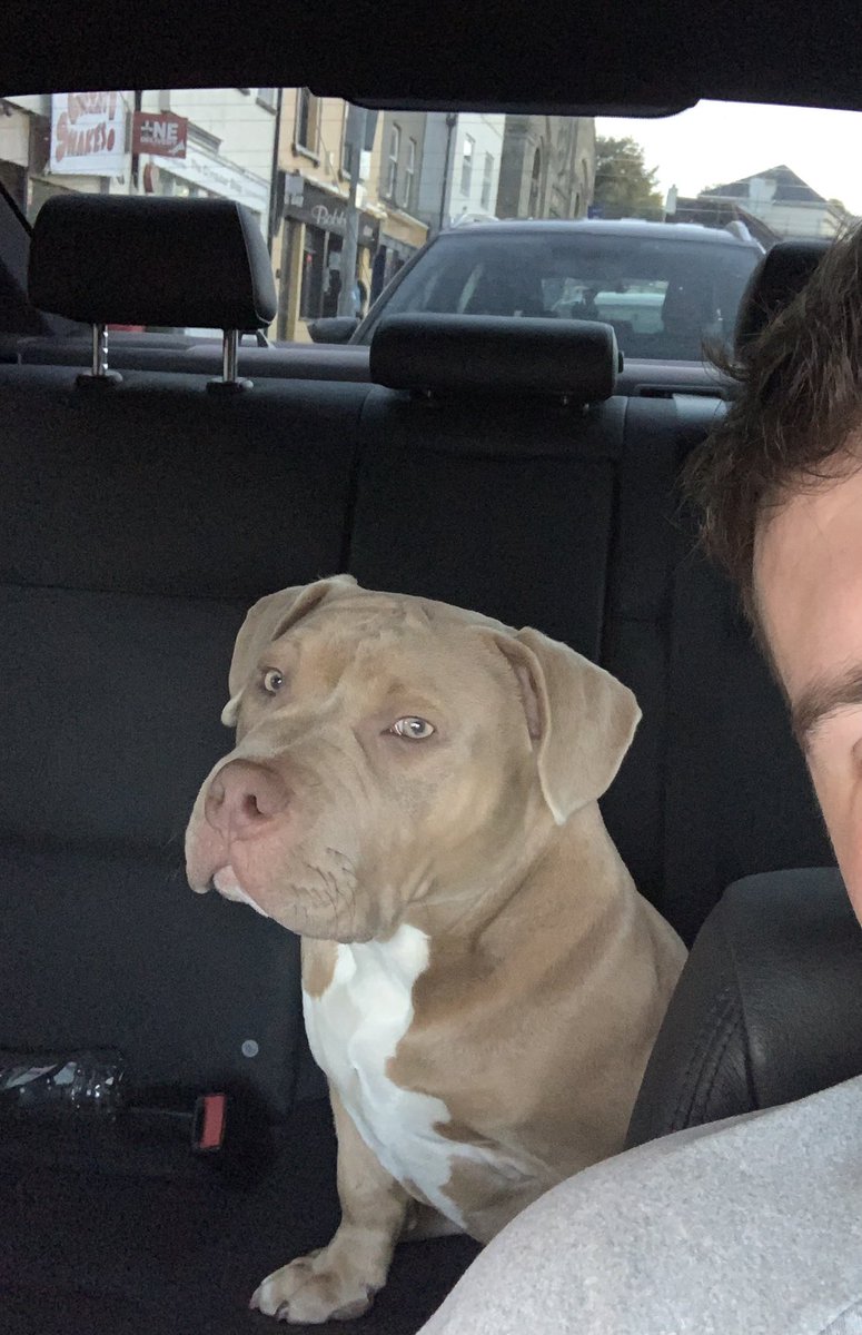 LXTcod's tweet image. BOSS #pocketbully #bossthebully