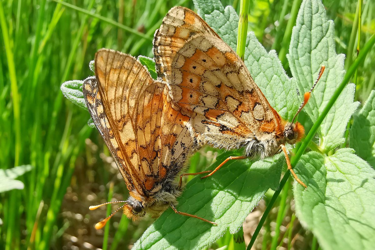 Tom Lowe tweet media