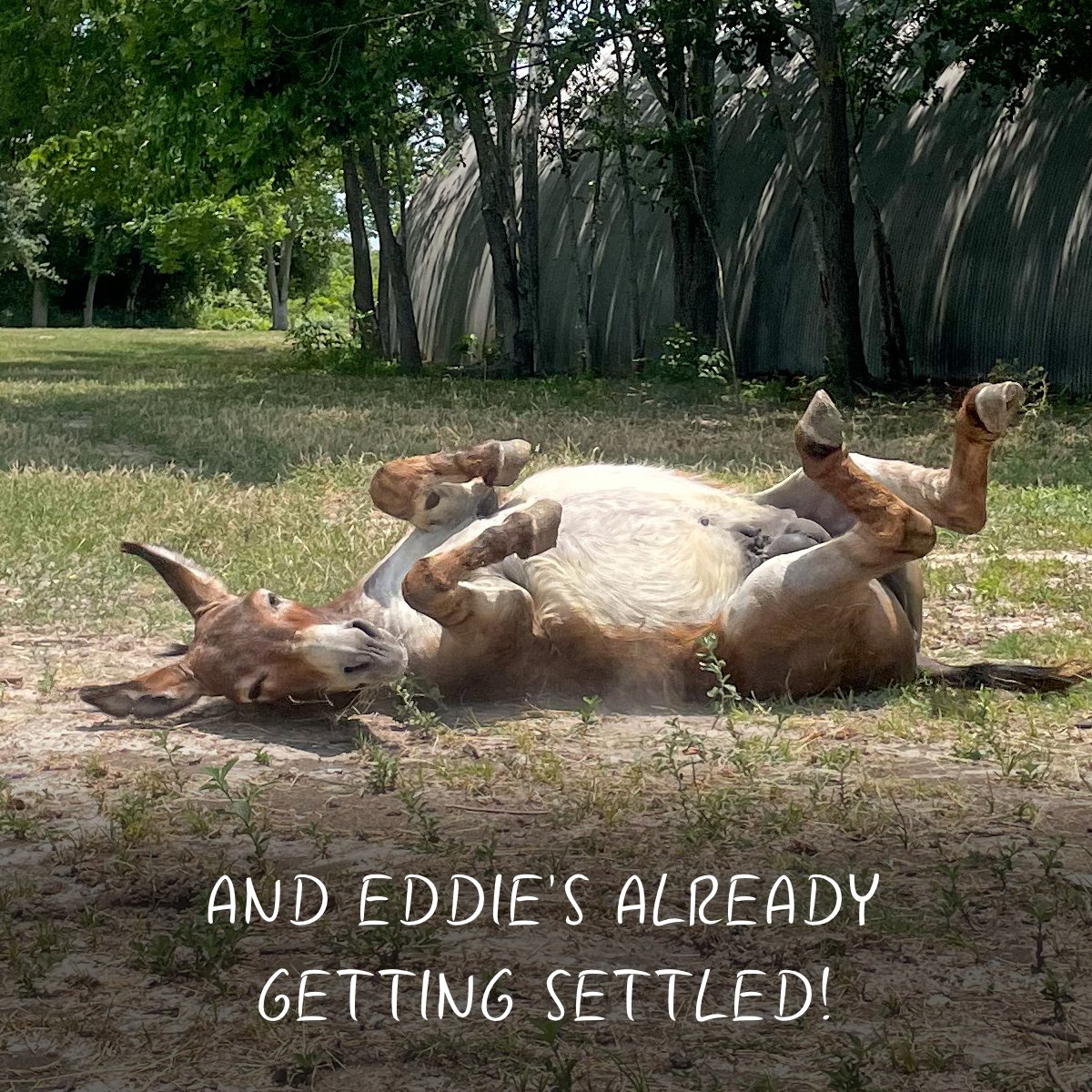 Charges of criminal animal abuse are still pending but this innocent little mare and donkey need help now. It will take many months, lots of money, and endless love, but we’re here for all of it. Please help with an urgent gift. bit.ly/GiveNow22TW1