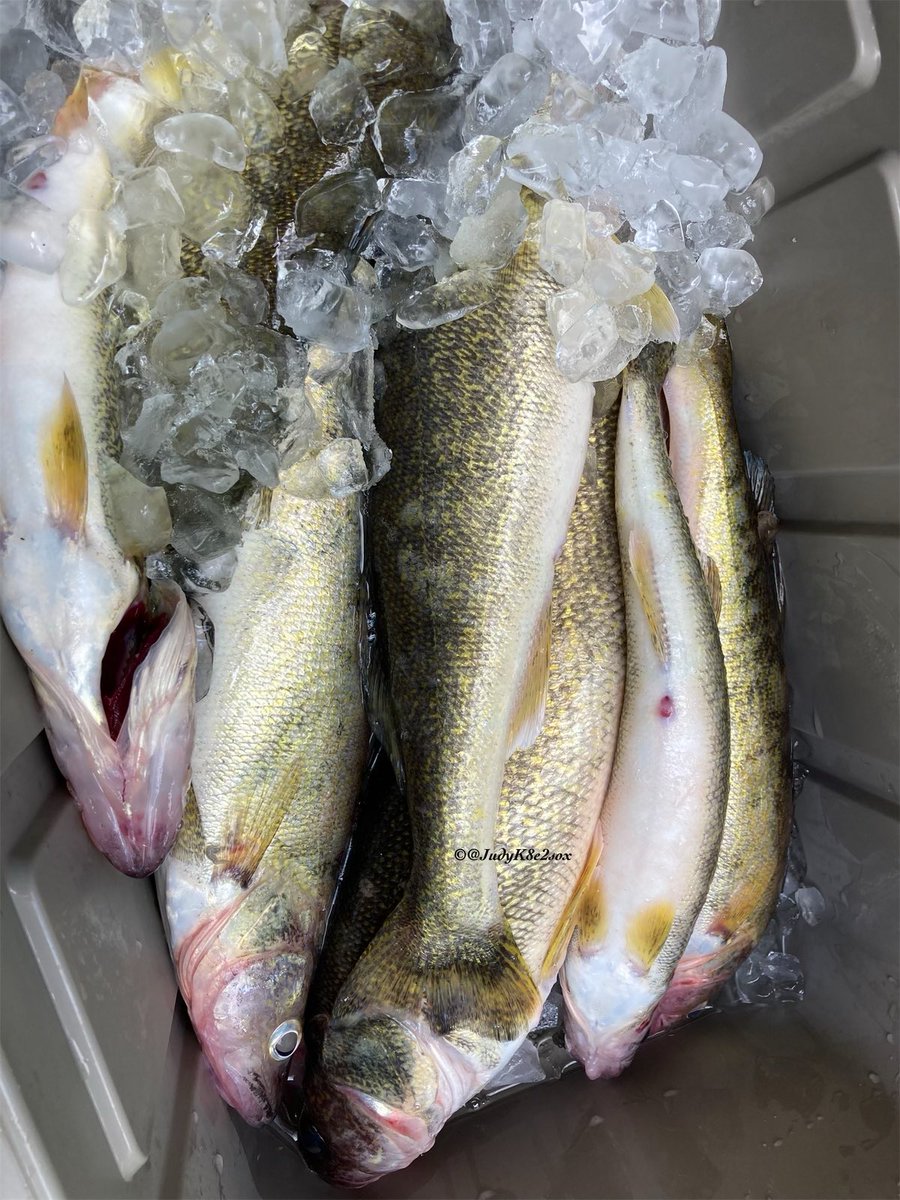 JudyK8e2sox's tweet photo. Mom and dad went to the big lake(Lake Erie) and caught fish today. I was quite happy to stay home in the cool house. #dogsoftwitter #goldenretriever #fishfry #limitedout https://t.co/RrI8yet8Oj