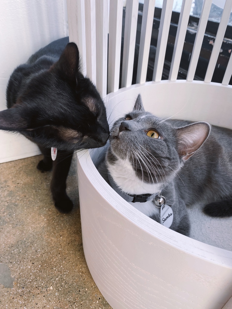 Samba wasn’t looking for love, but he found it! Mrs. Stubbs has taken quite an interest in him, and they're now a trio of friends when you add in Tux.

ADOPTABLE LOCATION: LA ⁠

Meet these cuties using the link in our bio.