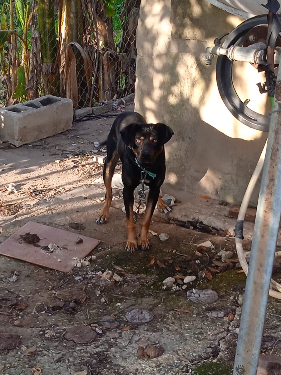 silvia mensegar tweet media