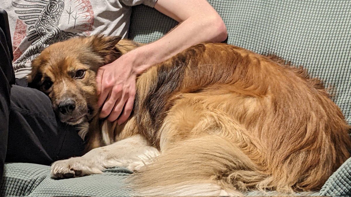 CamasTheCollie's tweet image. Tonight I am feeling snuggly. 🐾🐾🤗
#BorderCollie
#SofaSnuggles
#Wednesdayfeeling