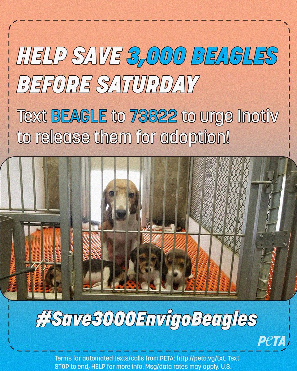 <a href="/DylanMoscovitch/">Dylan Moscovitch</a> 🚨 URGENT! Help us save 3,000 beagles! Beagle breeding mill Envigo will be shutting down, but @inotivco wants to sell them to be experimented on 🚨

Please RT, take action, &amp; use hashtag #Save3000EnvigoBeagles to demand they be adopted! peta.vg/3fyt