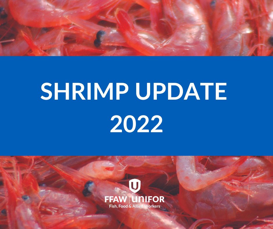 ASP wants to eliminate any potential of a shrimp fishery this year by offering insulting prices well below what the market indicates is fair. Despite losing at Panel during Spring negotiations, ASP members have thus far refused to purchase shrimp.  #nlpoli
ffaw.ca/the-latest/new…