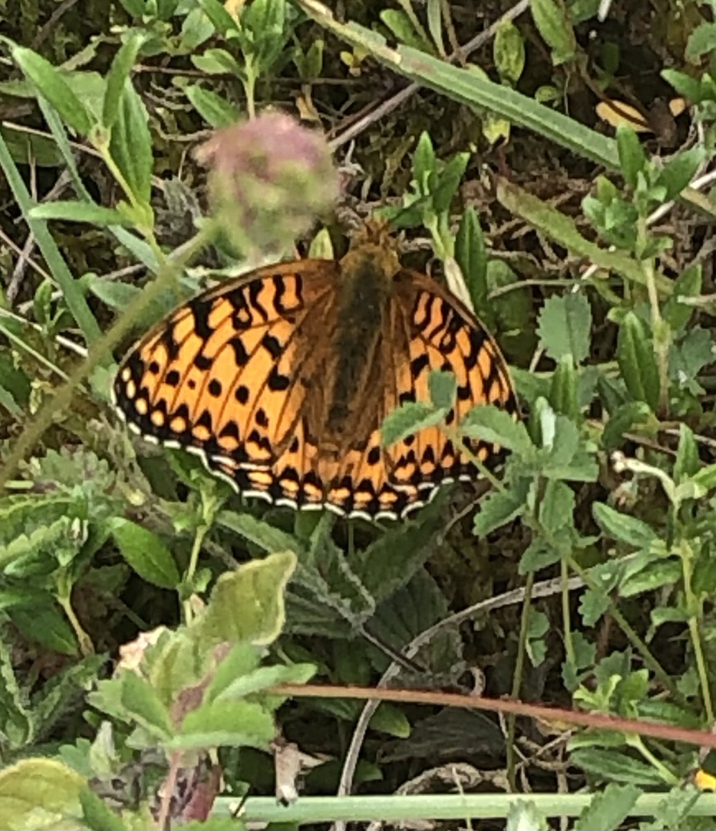 MikeCampbell20's tweet photo. I counted 13 Dark Green Fritillaries late afternoon at Ivinghoe but only 4 other butterflies of 3 species. The worst year so far for butterflies but a Hummingbird Hawkmoth was a highlight https://t.co/oZmvd2MrW0