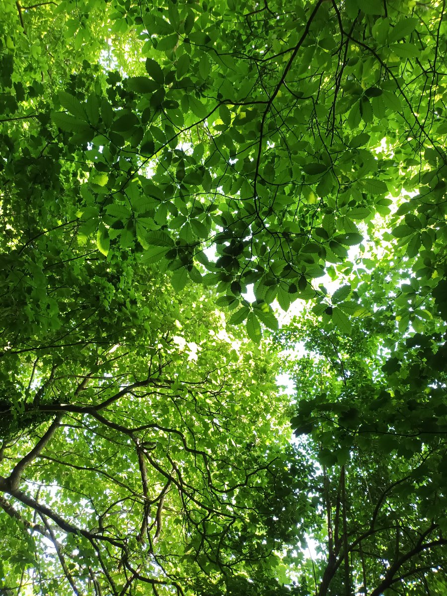 mnc842's tweet photo. 🎶🎤 7 days before Election Mark Labey said to me..." 🎵

We need more Green Lanes to enhance our role as a beautiful country Parish but we need to be more connected. I want to create an uninterrupted green route around the Parish for walkers, cyclists &amp; for parents pushing prams https://t.co/9hwxE511C6