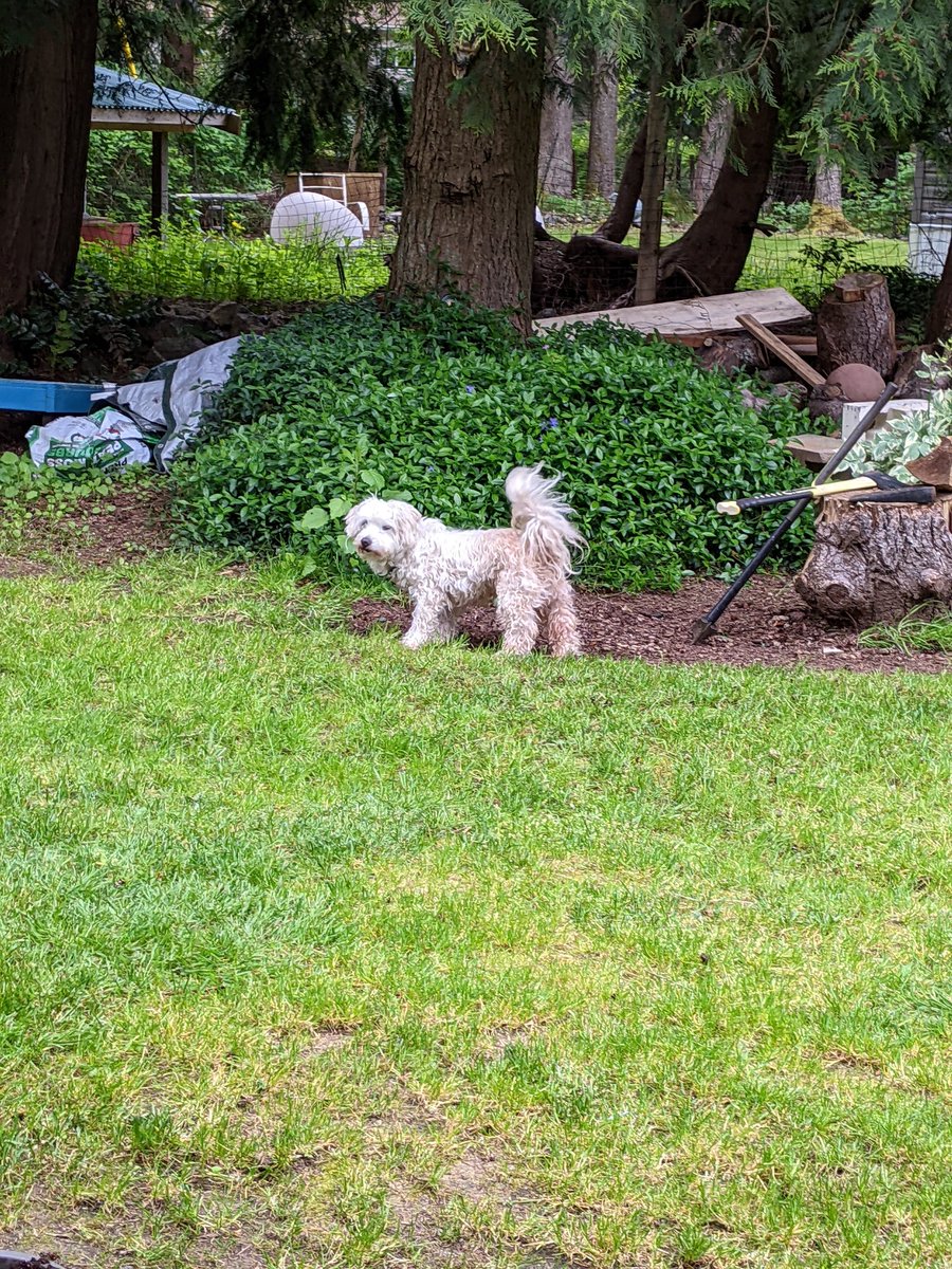 odiesislandlife's tweet photo. Chase showed up at 7 am this morning lol they think he's now jumping over their new fence lol gunna keep him for a couple days #crazydog #youdontlivehere #littlecutie https://t.co/X7IVeZsoCe