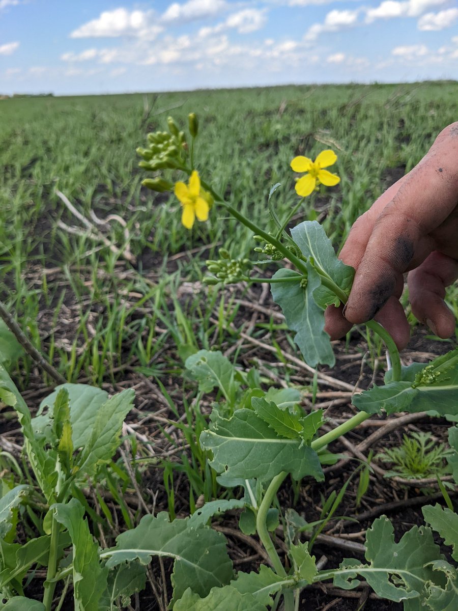 toneag14's tweet photo. Canola flowering in St. Pierre today! Just kidding, it's a volunteer in a wheat field 😅 https://t.co/G5YLBCV5fT